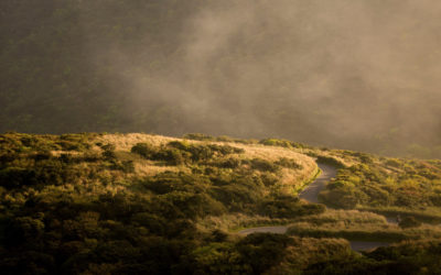 The Rise of AI-Powered PPC in 2026: Smarter Automation, Stronger Returns